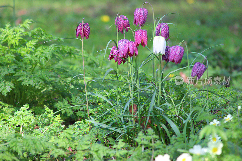 林地蛇头贝母(Fritillaria meleagris)丛象